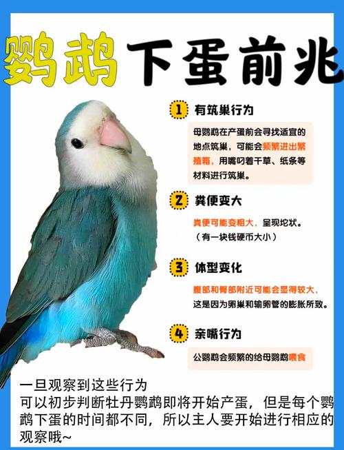 鹦鹉孵化20天,精心照料小鹦鹉,繁殖多在秋季(鹦鹉9月10日开始下蛋,多久能孵化出来) 鹦鹉孵化20天,精心照料小鹦鹉,繁殖多在秋季(鹦鹉9月10日开始下蛋,多久能孵化出来)