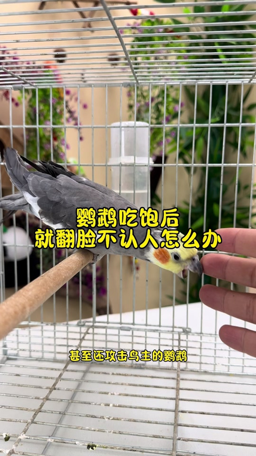 警惕!鹦鹉贪吃易得脂肪肝,科学喂养很重要(鹦鹉吃饱了会停止吗) 警惕!鹦鹉贪吃易得脂肪肝,科学喂养很重要(鹦鹉吃饱了会停止吗)