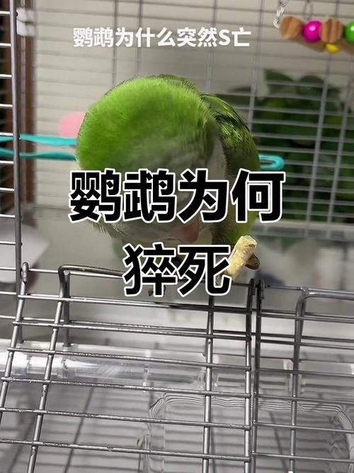 鹦鹉突然死因多，饮食环境需注意！（鹦鹉为什么突然死了）