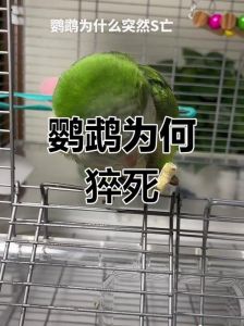 鹦鹉突然死因多，饮食环境需注意！（鹦鹉为什么突然死了）