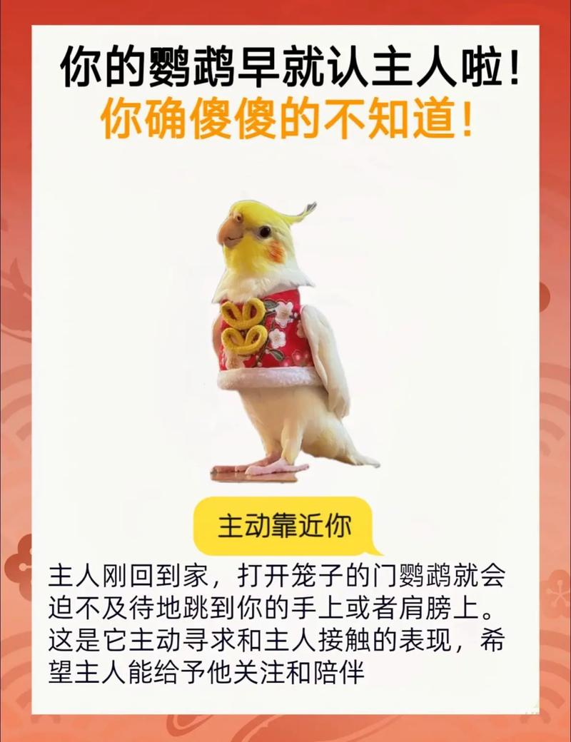 鹦鹉认主靠气味声音互动，懂信号建信任（鹦鹉只会认一个主人吗）