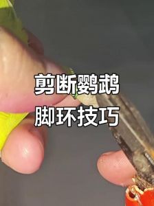 捡到脚环鹦鹉？查环号寻主！（捡到一只鹦鹉有脚环怎么查询）