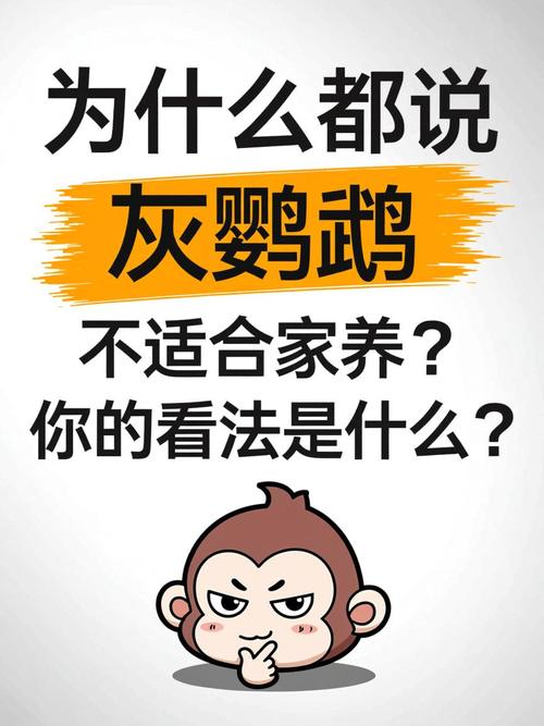 需考虑噪音清洁健康情感负担（灰鹦鹉为什么不建议养）