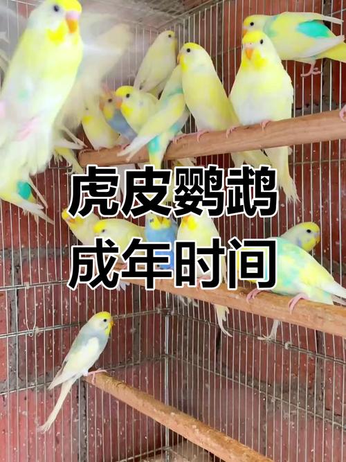 鹦鹉5月繁殖，4月成熟，如何科学繁殖？（鹦鹉几月份开始繁殖）