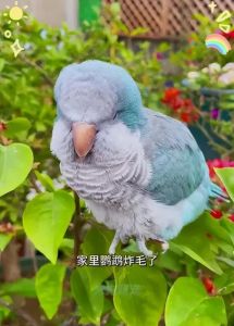鹦鹉耐饿能力及科学喂养（鹦鹉能饿多长时间）