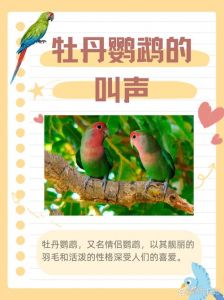 鹦鹉夜叫原因及解决方法（鹦鹉晚上会叫吗）