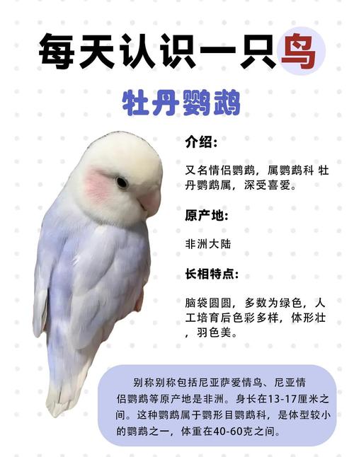 牡丹鹦鹉认得久，记主样貌声音，感情深（牡丹鹦鹉的记忆力一般有多久）