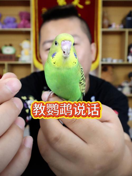 鹦鹉学舌好坏有原因(鹦鹉训练多久能学会说话) 鹦鹉学舌好坏有原因(鹦鹉训练多久能学会说话)