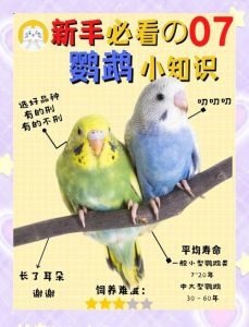 养鹦鹉要守法，别让爱宠成罪证！（养鹦鹉的人一定要小心）