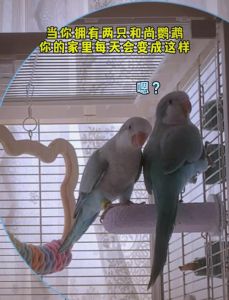 鹦鹉飞走了？清晨傍晚快找！（和尚鹦鹉飞走了怎么找回最好）
