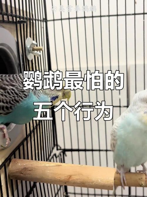 鹦鹉懂感情，失主会伤心，需耐心陪伴（鹦鹉丢了会恨主人吗）