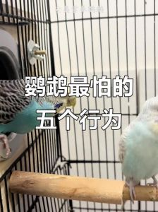 鹦鹉懂感情，失主会伤心，需耐心陪伴（鹦鹉丢了会恨主人吗）