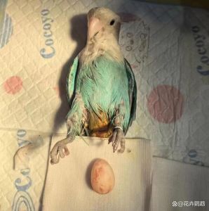 母鹦鹉孵蛋公送食，繁殖靠配合（母鹦鹉自己下蛋可以孵出来）