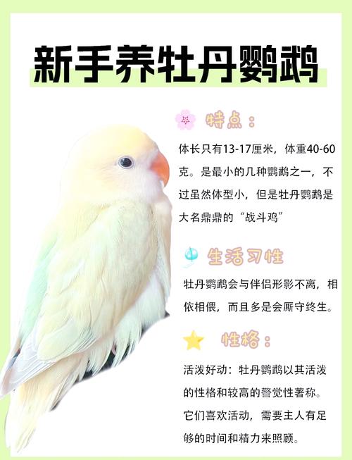 光照营养要注意（牡丹鹦鹉几月份可以繁殖）