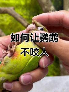 温柔耐心是关键（鹦鹉最讨厌摸哪个地方）
