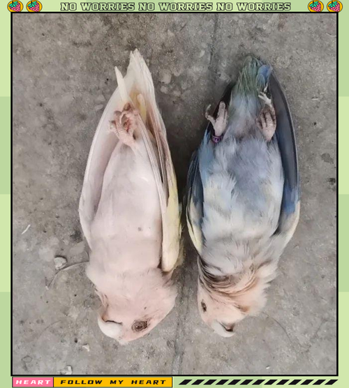 警惕！肥胖惊吓寒冷易致鹦鹉猝死（鹦鹉为什么会突然死亡）