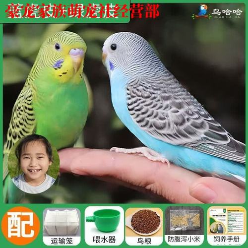 养鹦鹉选一只还是一对?看品种和你的时间!(鹦鹉适合养一只还是养一对) 养鹦鹉选一只还是一对?看品种和你的时间!(鹦鹉适合养一只还是养一对)