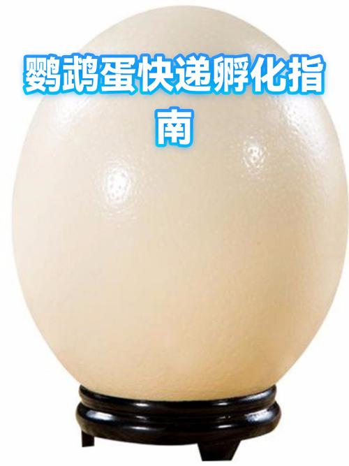 温度湿度是关键（鹦鹉蛋多久能孵化出来）