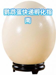 温度湿度是关键（鹦鹉蛋多久能孵化出来）