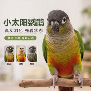 养鹦鹉要陪伴，不然会孤独伤身（鹦鹉会因为没人陪伴死亡吗）
