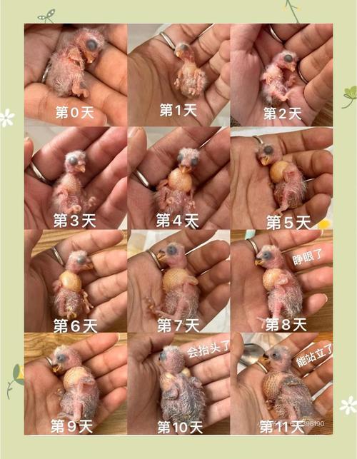 牡丹鹦鹉孵化期18-22天，下蛋后第七天开始算（牡丹鹦鹉下蛋后多久能孵出）