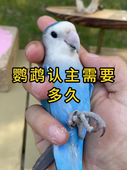 聪明鹦鹉认主人,从小养更亲(鹦鹉会认主人吗) 聪明鹦鹉认主人,从小养更亲(鹦鹉会认主人吗)