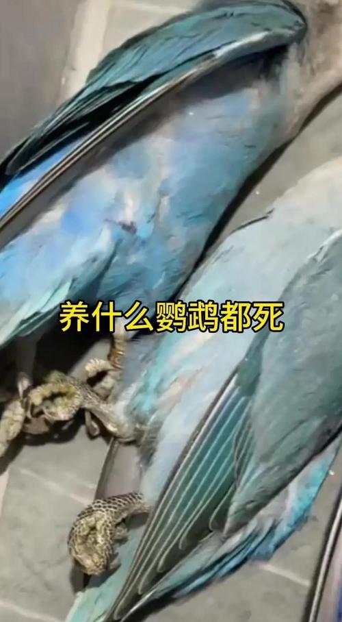 不认主人的鹦鹉怎么办?(鹦鹉最不认主人的3个表现) 不认主人的鹦鹉怎么办?(鹦鹉最不认主人的3个表现)