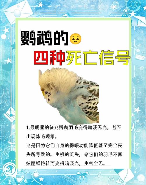 鹦鹉抽搐怎么办?(鹦鹉抽搐即将死亡能怎么办) 鹦鹉抽搐怎么办?(鹦鹉抽搐即将死亡能怎么办)