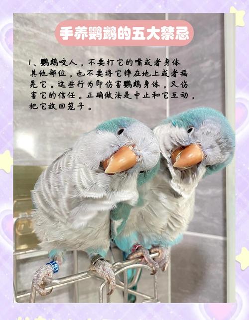 鹦鹉放飞有风险,安全措施要记牢(鹦鹉不养了可以放飞吗) 鹦鹉放飞有风险,安全措施要记牢(鹦鹉不养了可以放飞吗)
