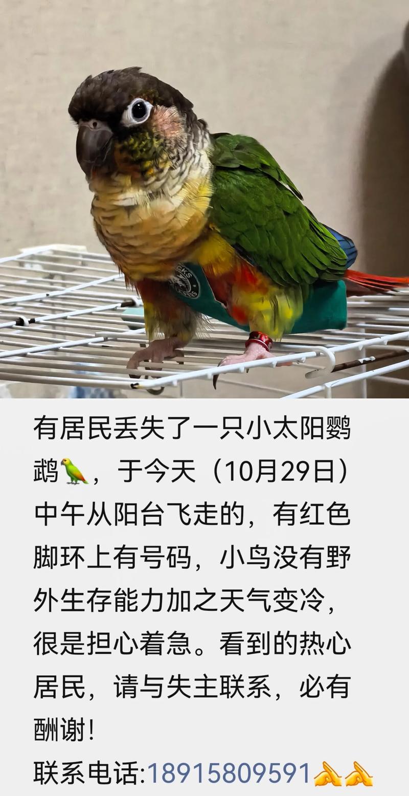 鹦鹉飞走怎么办？主人别慌，冷静寻回它！（养了好几个月的鹦鹉飞走了会回来吗）
