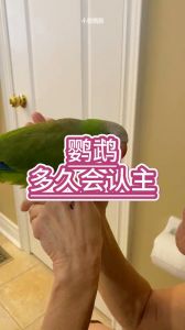 新手养鹦鹉，一个月能认主吗？（鹦鹉认人的最佳时间）