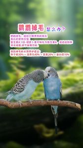 养鹦鹉有风险 预防鹦鹉热需注意（养鹦鹉对人的巨大危害）