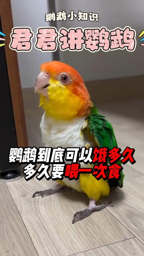 鹦鹉短期饿不怕,长期缺食伤健康,饮水更重要(鹦鹉可以饿多长时间) 鹦鹉短期饿不怕,长期缺食伤健康,饮水更重要(鹦鹉可以饿多长时间)