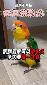 鹦鹉短期饿不怕，长期缺食伤健康，饮水更重要（鹦鹉可以饿多长时间）