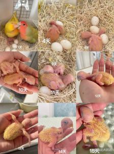 成功孵化小鹦鹉（只有一只母鹦鹉下蛋后怎么才能孵出小鸟）