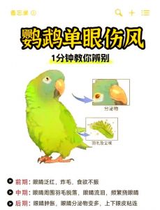 鹦鹉蔫了怎么办？（鹦鹉蔫了最快恢复方法）