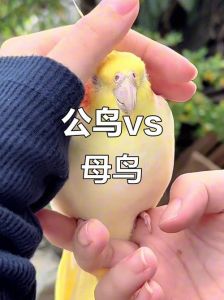 养鹦鹉一公一母好？看个人喜好，互动最重要！（养鹦鹉是一公一母好还是两个公的好）