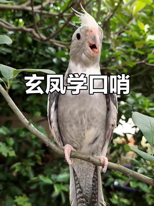 虎皮鹦鹉学说话,3-6个月最佳!(家养的鹦鹉怎么才会讲话) 虎皮鹦鹉学说话,3-6个月最佳!(家养的鹦鹉怎么才会讲话)