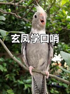 虎皮鹦鹉学说话，3-6个月最佳！（家养的鹦鹉怎么才会讲话）
