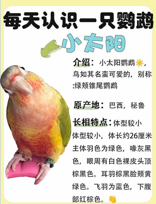 绿颊鹦鹉价格品种差异大,选对好养护很重要(绿颊鹦鹉多少元一只) 绿颊鹦鹉价格品种差异大,选对好养护很重要(绿颊鹦鹉多少元一只)