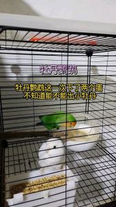 产蛋孵化喂养全知道（牡丹鹦鹉下蛋后多少天出小鹦鹉）