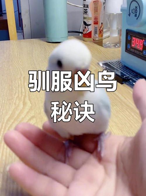 鹦鹉咬人怎么办?耐心纠正,建立信任(怎样让鹦鹉不咬人还粘人小妙招) 鹦鹉咬人怎么办?耐心纠正,建立信任(怎样让鹦鹉不咬人还粘人小妙招)
