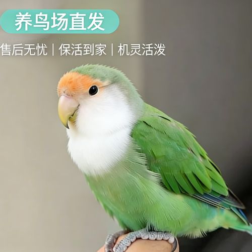 配对与互动(一公一母的鹦鹉在一起会繁殖吗) 配对与互动(一公一母的鹦鹉在一起会繁殖吗)