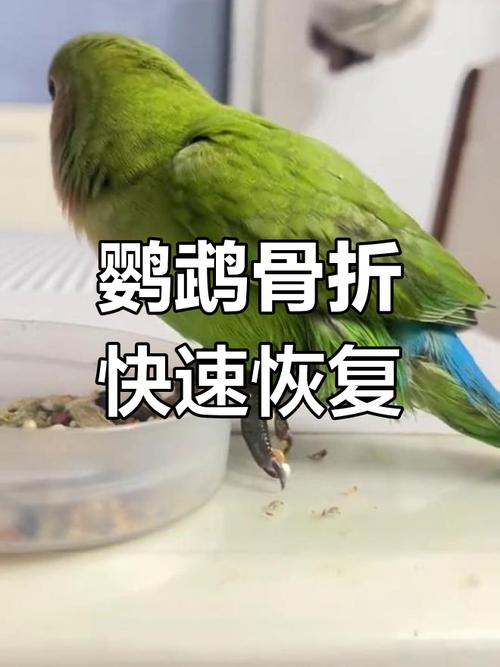 预防与救治要点(鹦鹉脑震荡能自愈吗) 预防与救治要点(鹦鹉脑震荡能自愈吗)