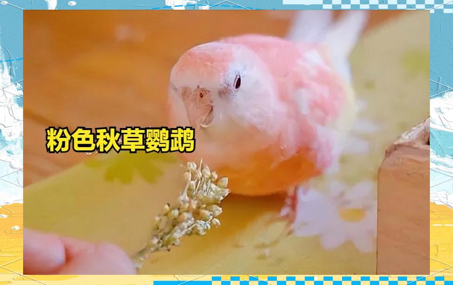 温柔美观，价格约2500元（粉红秋草鹦鹉）