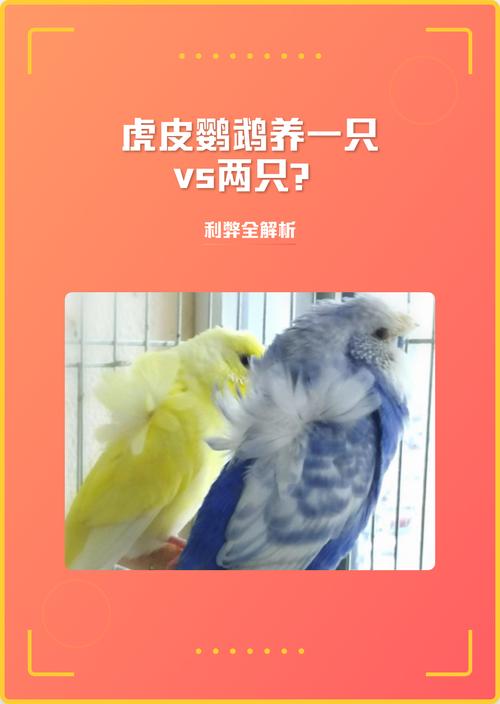 和平共处与防打斗(两只公虎皮鹦鹉在一起养会怎么样) 和平共处与防打斗(两只公虎皮鹦鹉在一起养会怎么样)
