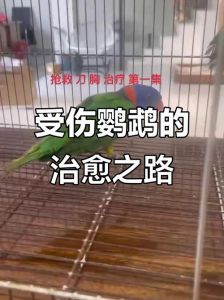 鹦鹉刀胸怎么办？（鹦鹉刀胸是怎么回事）