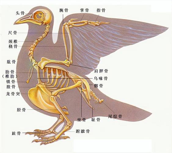 头形喙翅膀尾羽爪子要画对(鸟的解剖图) 头形喙翅膀尾羽爪子要画对(鸟的解剖图)