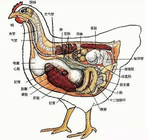 鸟类消化系统专为飞行设计(鸟的消化系统结构图) 鸟类消化系统专为飞行设计(鸟的消化系统结构图)