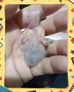 麻雀幼鸟嗉囊不鼓？喂养健康要注意！（麻雀幼鸟嗉囊不鼓怎么回事）